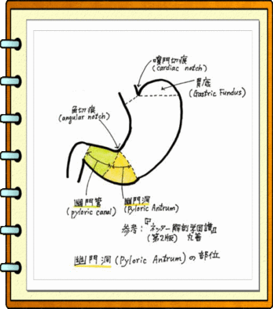 胃解剖用語 - ペベリンスキーズ・ブログ