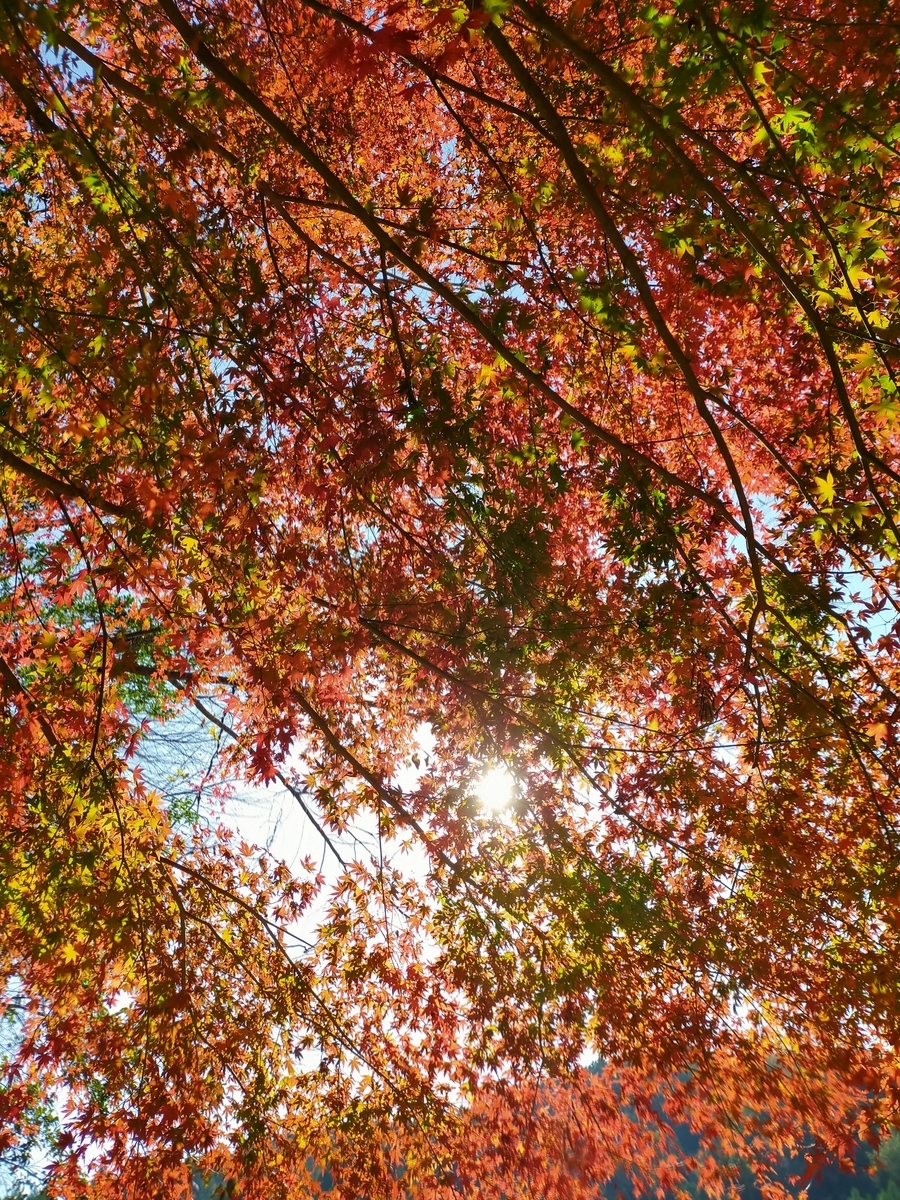 f:id:pechinda:20201129232114j:plain