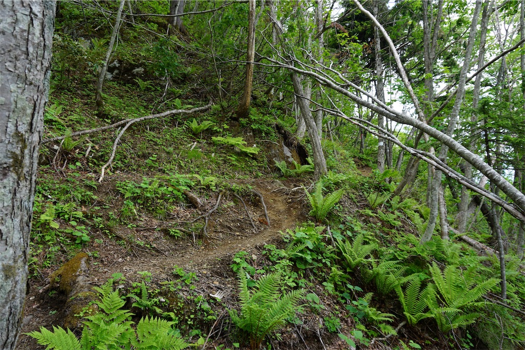 f:id:pecopecoooom:20190605021009j:image f:id:pecopecoooom:20190605021009j:image