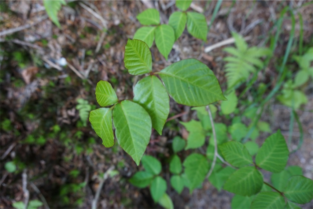 f:id:pecopecoooom:20190605021032j:image f:id:pecopecoooom:20190605021032j:image
