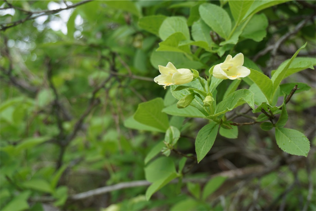 f:id:pecopecoooom:20190605021153j:image f:id:pecopecoooom:20190605021153j:image