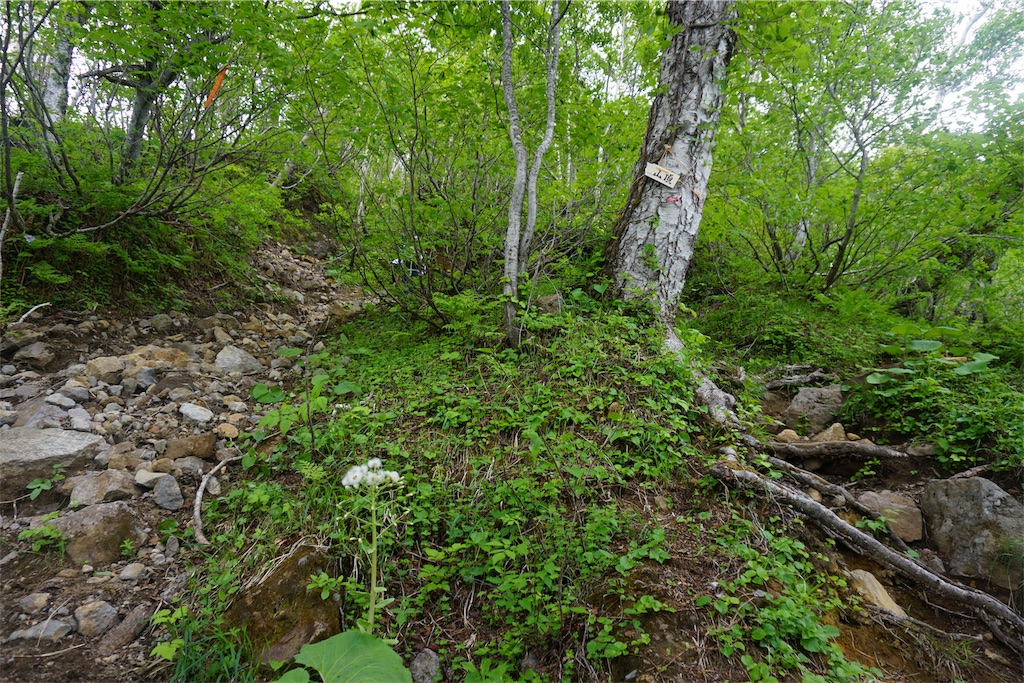 f:id:pecopecoooom:20190605021600j:image f:id:pecopecoooom:20190605021600j:image