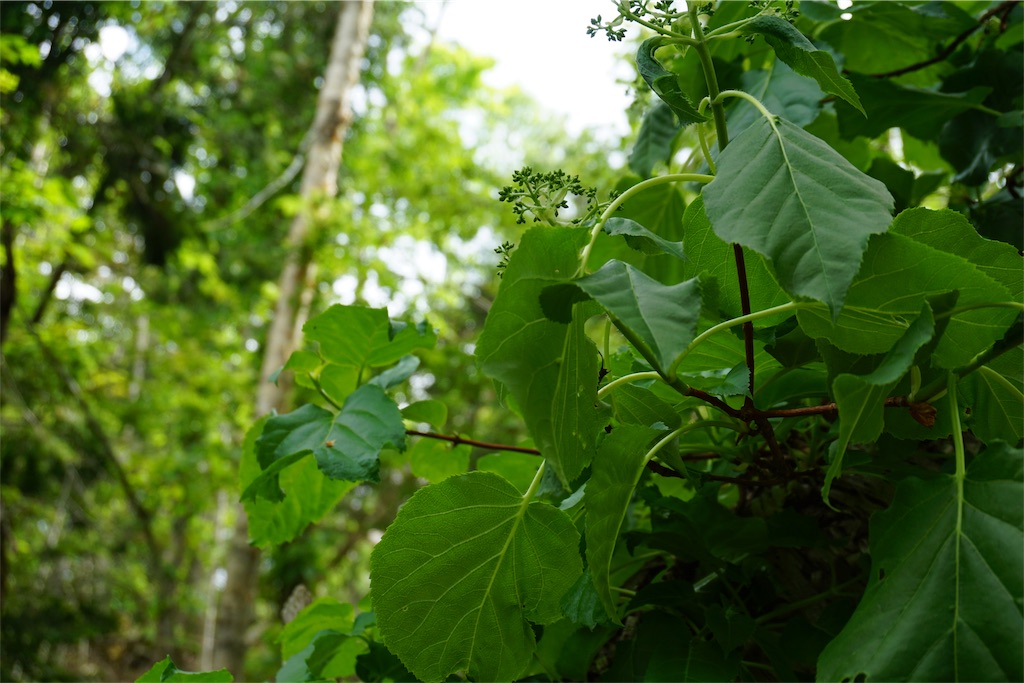 f:id:pecopecoooom:20190607174512j:image f:id:pecopecoooom:20190607174512j:image