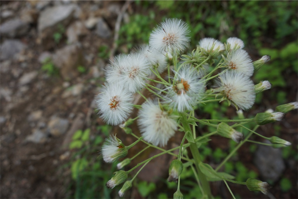 f:id:pecopecoooom:20190607174907j:image f:id:pecopecoooom:20190607174907j:image
