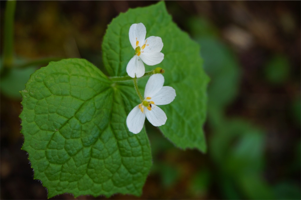 f:id:pecopecoooom:20190607175052j:image f:id:pecopecoooom:20190607175052j:image