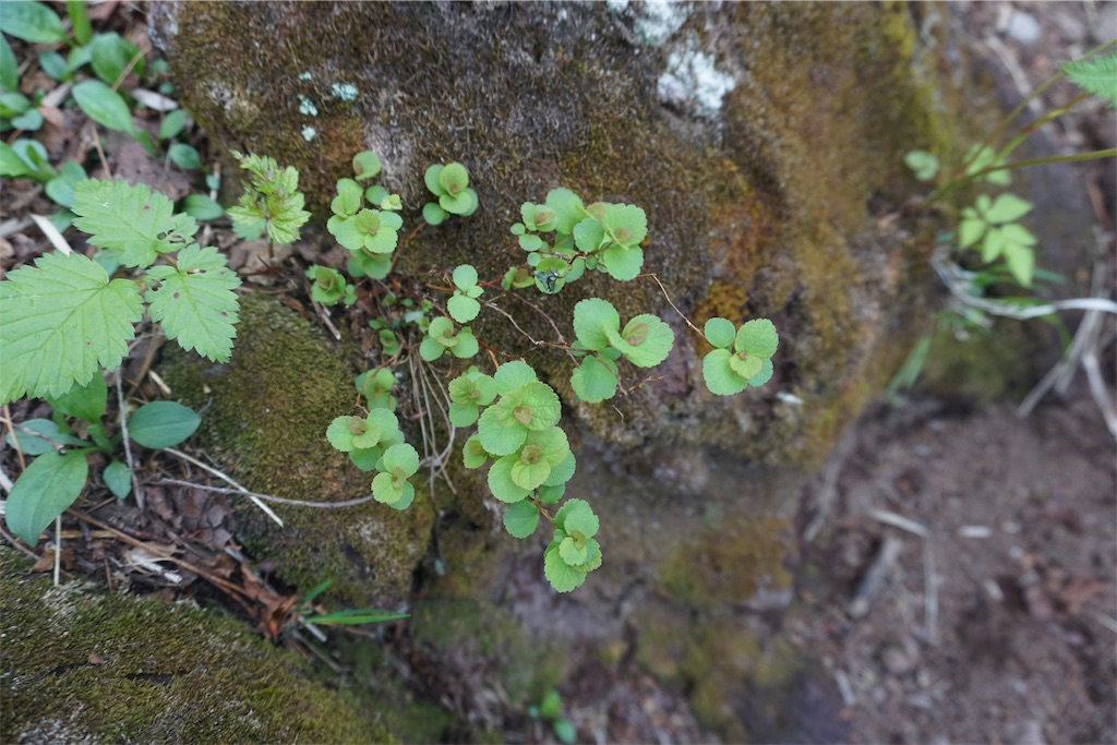 f:id:pecopecoooom:20190607175109j:image f:id:pecopecoooom:20190607175109j:image