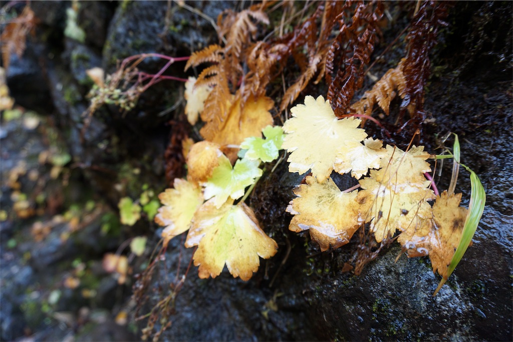 f:id:pecopecoooom:20191011212241j:image f:id:pecopecoooom:20191011212241j:image
