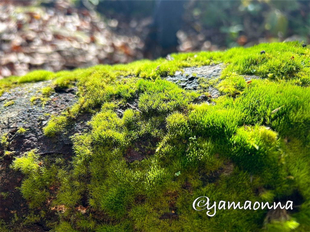 f:id:pecopecoooom:20241029145216j:image