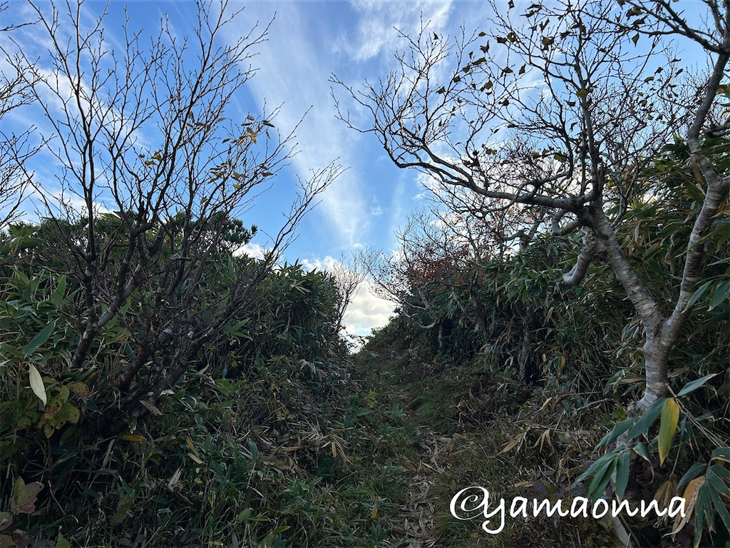 f:id:pecopecoooom:20241101210310j:image