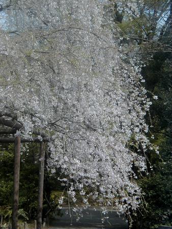 f:id:pecorin911:20050410180528:image