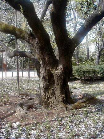 f:id:pecorin911:20050410180630:image