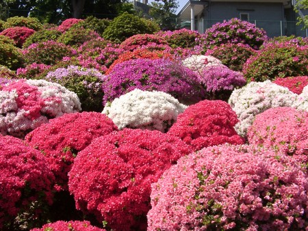 f:id:pecorin911:20050428100150:image