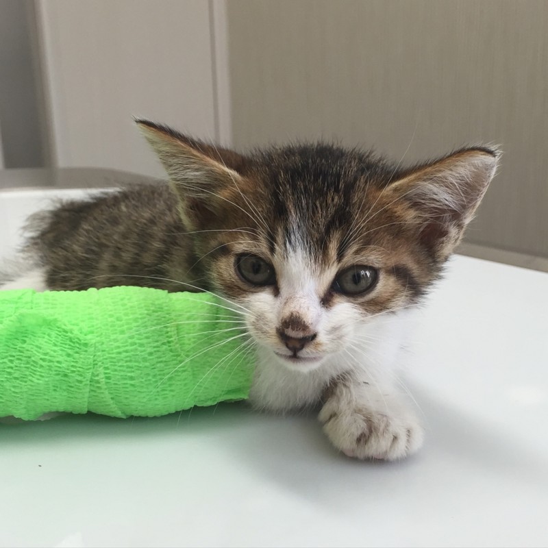 f:id:pedalfar:20150728211848j:image:w640 f:id:pedalfar:20150728211848j:image:w640