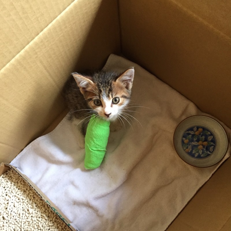 f:id:pedalfar:20150728212057j:image:w640 f:id:pedalfar:20150728212057j:image:w640