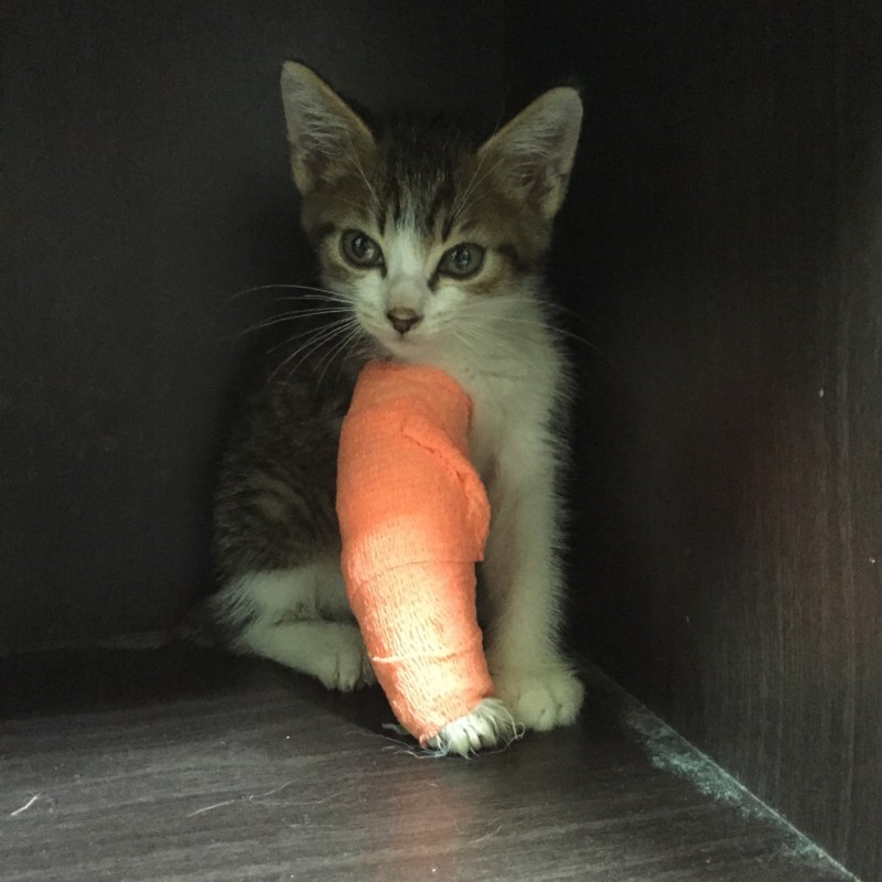 f:id:pedalfar:20150803005519j:image:w640 f:id:pedalfar:20150803005519j:image:w640