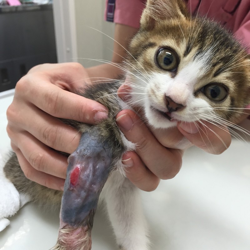 f:id:pedalfar:20150810143956j:image:w640 f:id:pedalfar:20150810143956j:image:w640