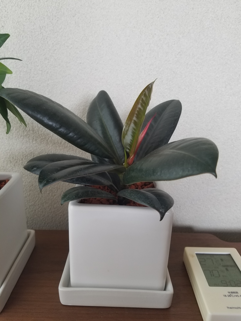 f:id:pedestrianz:20180917121456j:plain f:id:pedestrianz:20180917121456j:plain