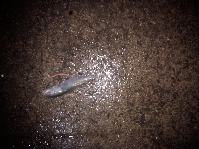 f:id:peemo:20190714232846j:image f:id:peemo:20190714232846j:image