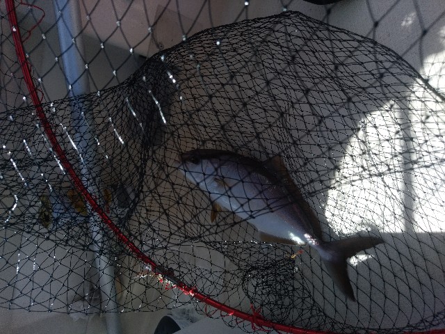 f:id:peemo:20190907180351j:image