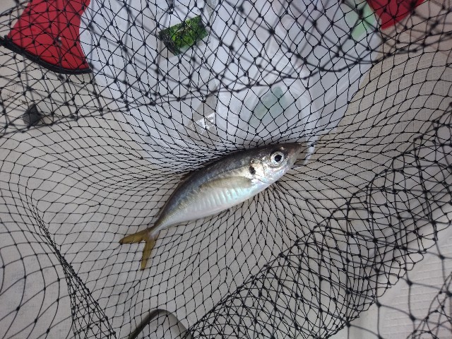 f:id:peemo:20190907180408j:image