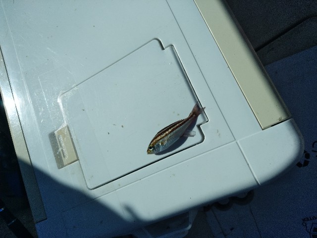 f:id:peemo:20190907204021j:image