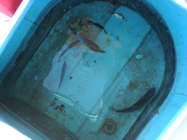 f:id:peemo:20190907204103j:image