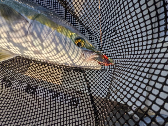 f:id:peemo:20221015112927j:image