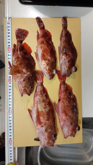 f:id:peemo:20230304184409j:image f:id:peemo:20230304184409j:image