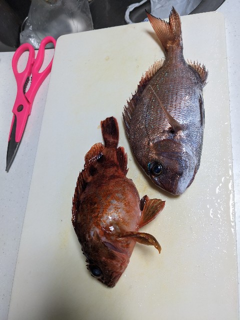 f:id:peemo:20230305093908j:image f:id:peemo:20230305093908j:image