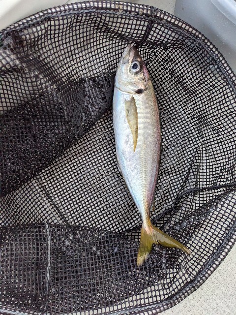 f:id:peemo:20230610140015j:image