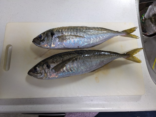 f:id:peemo:20230723112705j:image