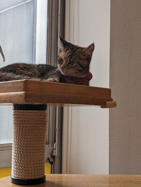 f:id:peemo:20240210160437j:image f:id:peemo:20240210160437j:image