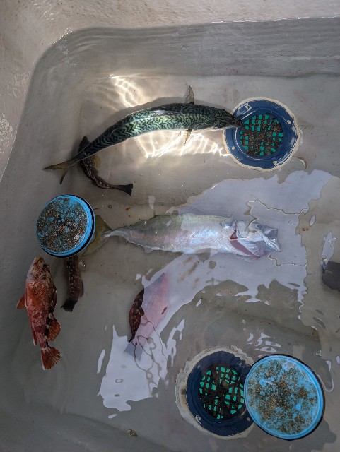 f:id:peemo:20241110134808j:image