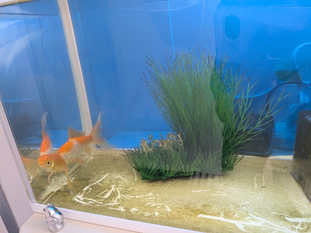 f:id:peemo:20251010142754j:image