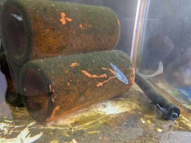 f:id:peemo:20251010142902j:image