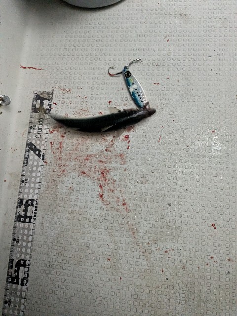 f:id:peemo:20251018133331j:image