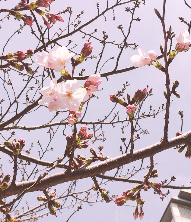 f:id:peeplove:20200401130728j:plain