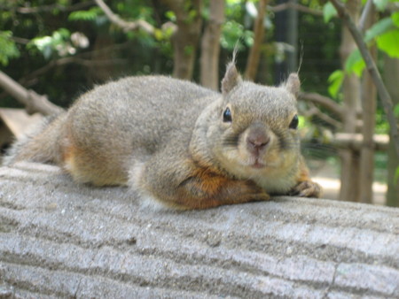 f:id:peepooblue:20080507123555j:image