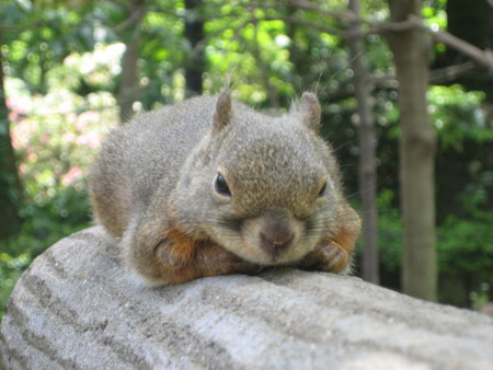 f:id:peepooblue:20080507123610j:image