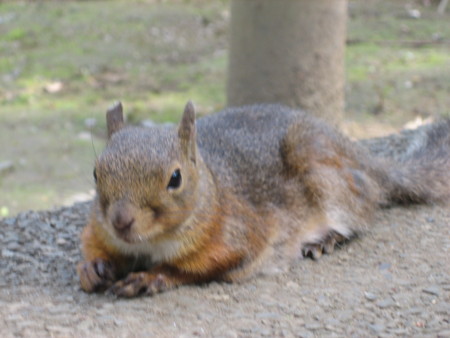 f:id:peepooblue:20080507124136j:image