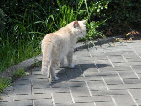f:id:peepooblue:20130421211524j:image