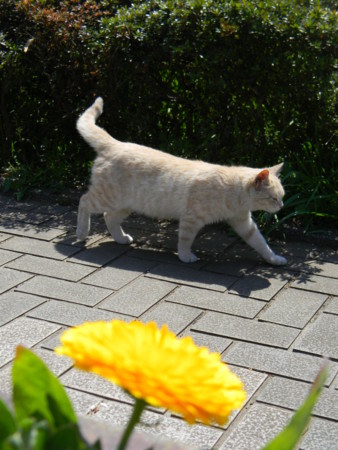 f:id:peepooblue:20130421211528j:image