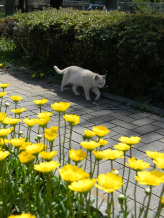 f:id:peepooblue:20130421211532j:image