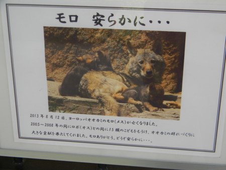 多摩動物公園のタイリクオオカミ Peepooblue S Sketchbook
