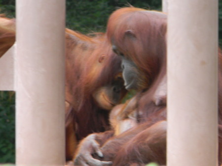 ベビチッチ2体とオランウータンの赤ちゃん2体 モンチッチ】あにまるベビチッチ | ぬいぐるみのセキグチ