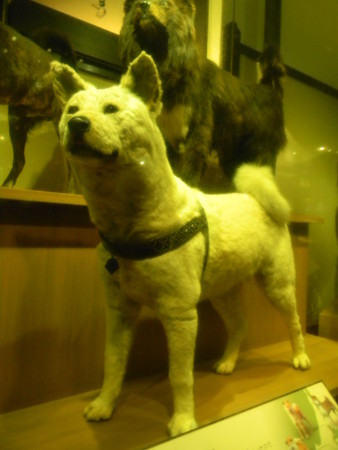 番犬ハチ公 6107-24-