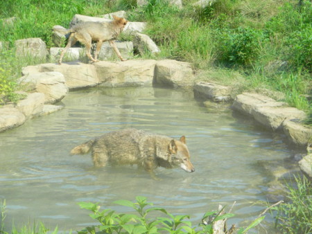 f:id:peepooblue:20150714214141j:image