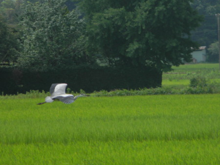 f:id:peepooblue:20150720224509j:image f:id:peepooblue:20150720224509j:image