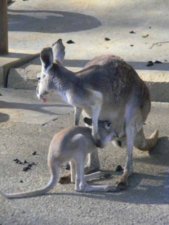 カンガルーのママと赤ちゃんカンガルー親子　 カンガルー親子のスパーリング Cute kangaroo mother and child