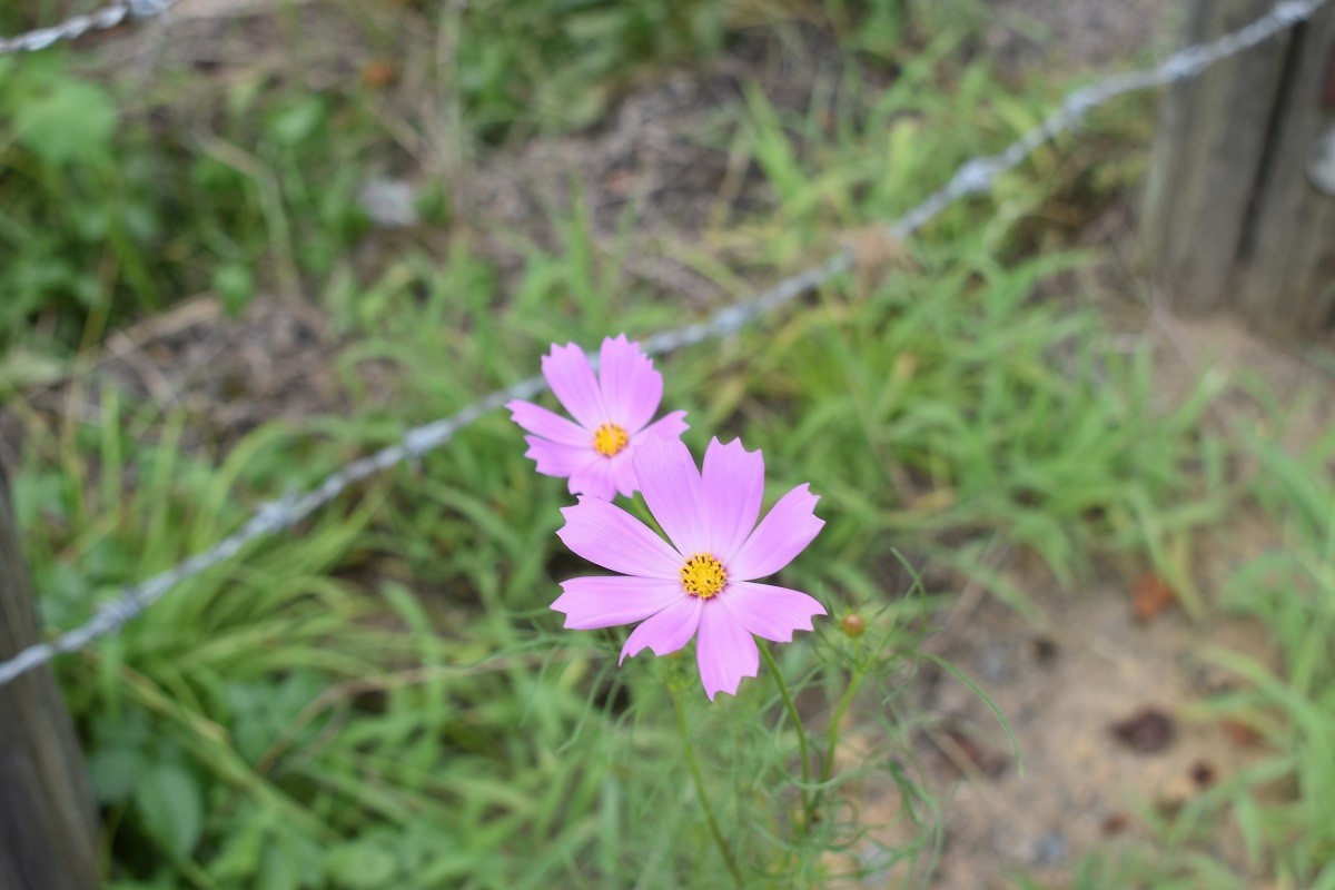f:id:peepooblue:20190820133842j:plain f:id:peepooblue:20190820133842j:plain